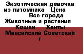 Экзотическая девочка из питомника › Цена ­ 25 000 - Все города Животные и растения » Кошки   . Ханты-Мансийский,Советский г.